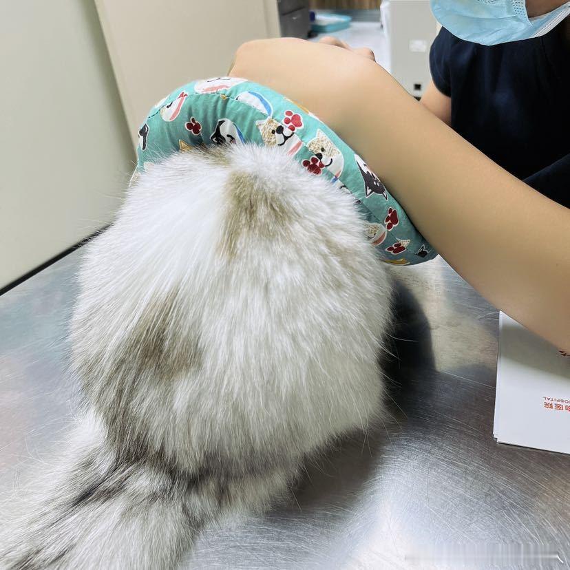 不丢[超话]一坨糯米团子😺 ​​​