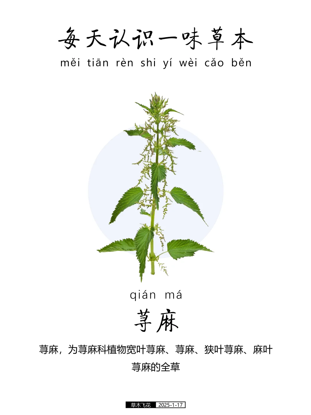 每天认识一味草本植物-荨麻🍀