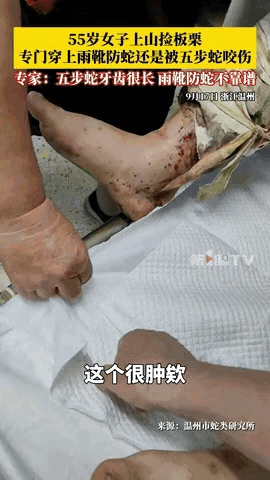 “无知者无畏！”浙江温州，一女子在山上捡栗子时，因为怕被蛇咬，就专门穿了雨靴，谁