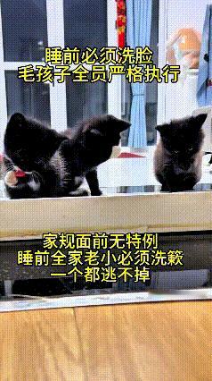 刷到这段视频可把我逗乐了，铲屎官立了个家规，要求小家伙们睡前必须洗脸。
几只小黑