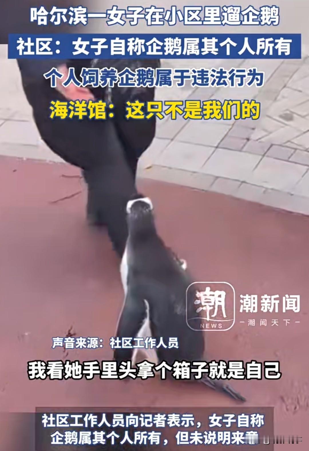 近期，在哈尔滨的一个小区内，一位女士牵着一只企鹅散步的场景引起了人们的注意。物业