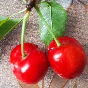 我是自由的风声