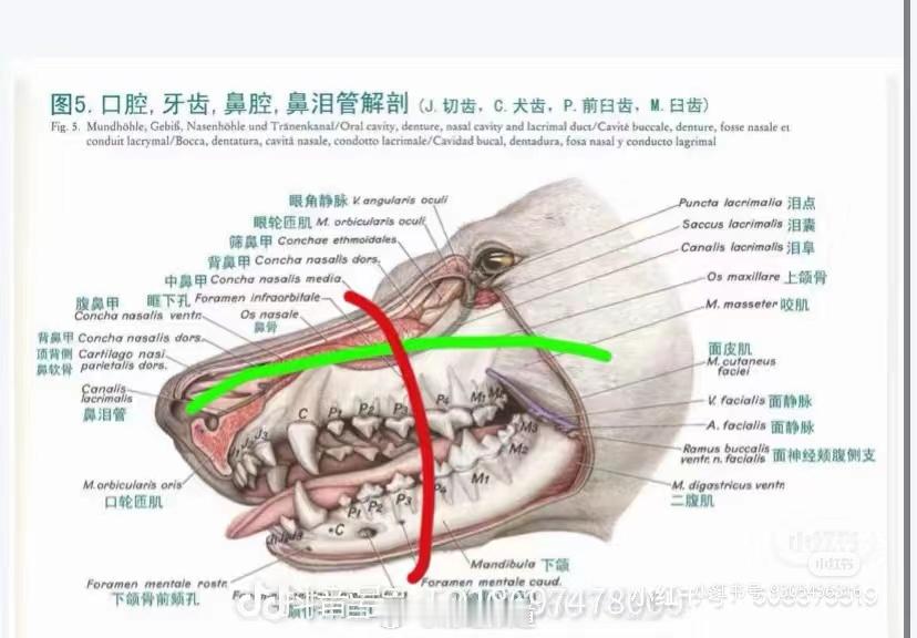 潘宏回应 艾特我的艾特[泪]网友说绿线是狗鼻子进空气的通道，红线是勒住的位置，勒