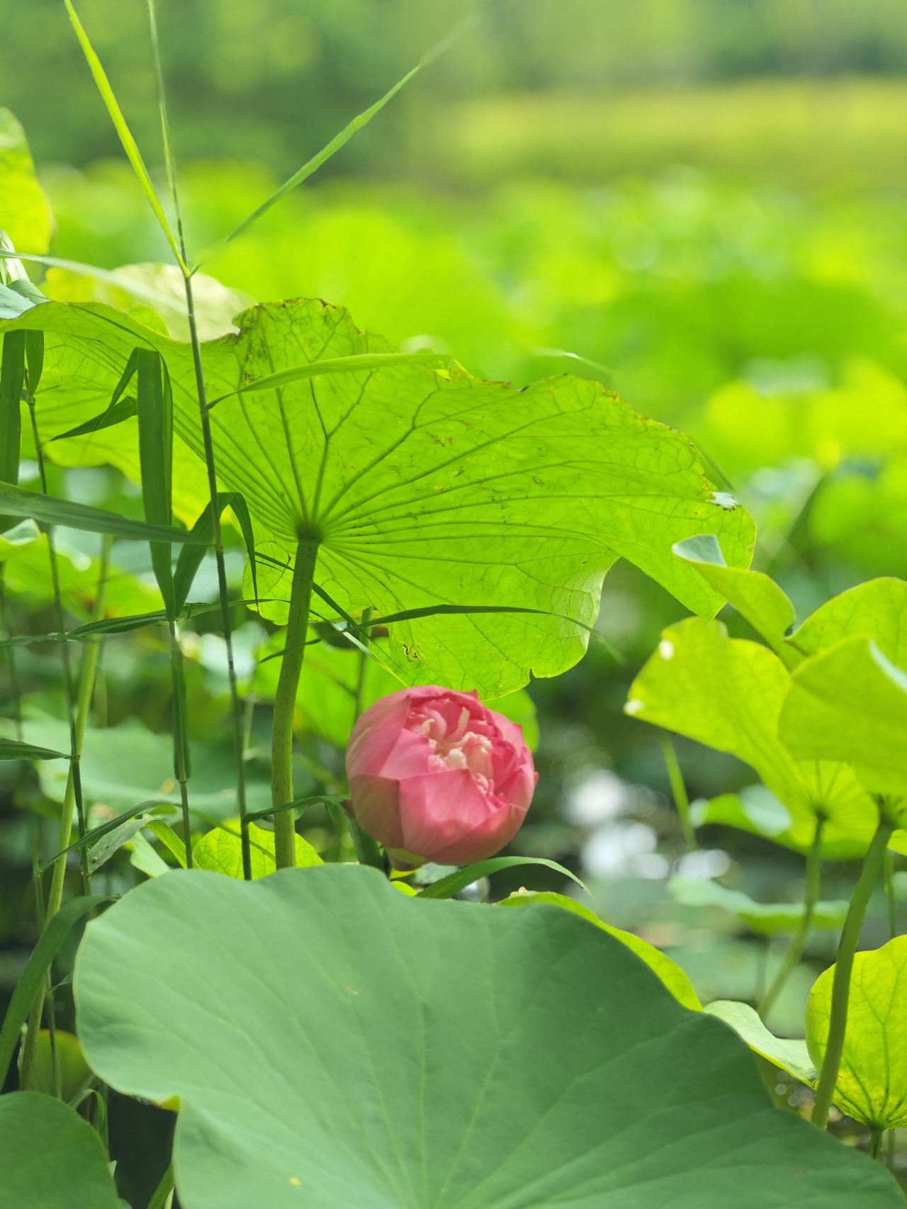 六月荷塘赏荷花，绿意满池夏意浓
 
六月逛公园，荷塘成了最美景致。满池荷叶舒展撑