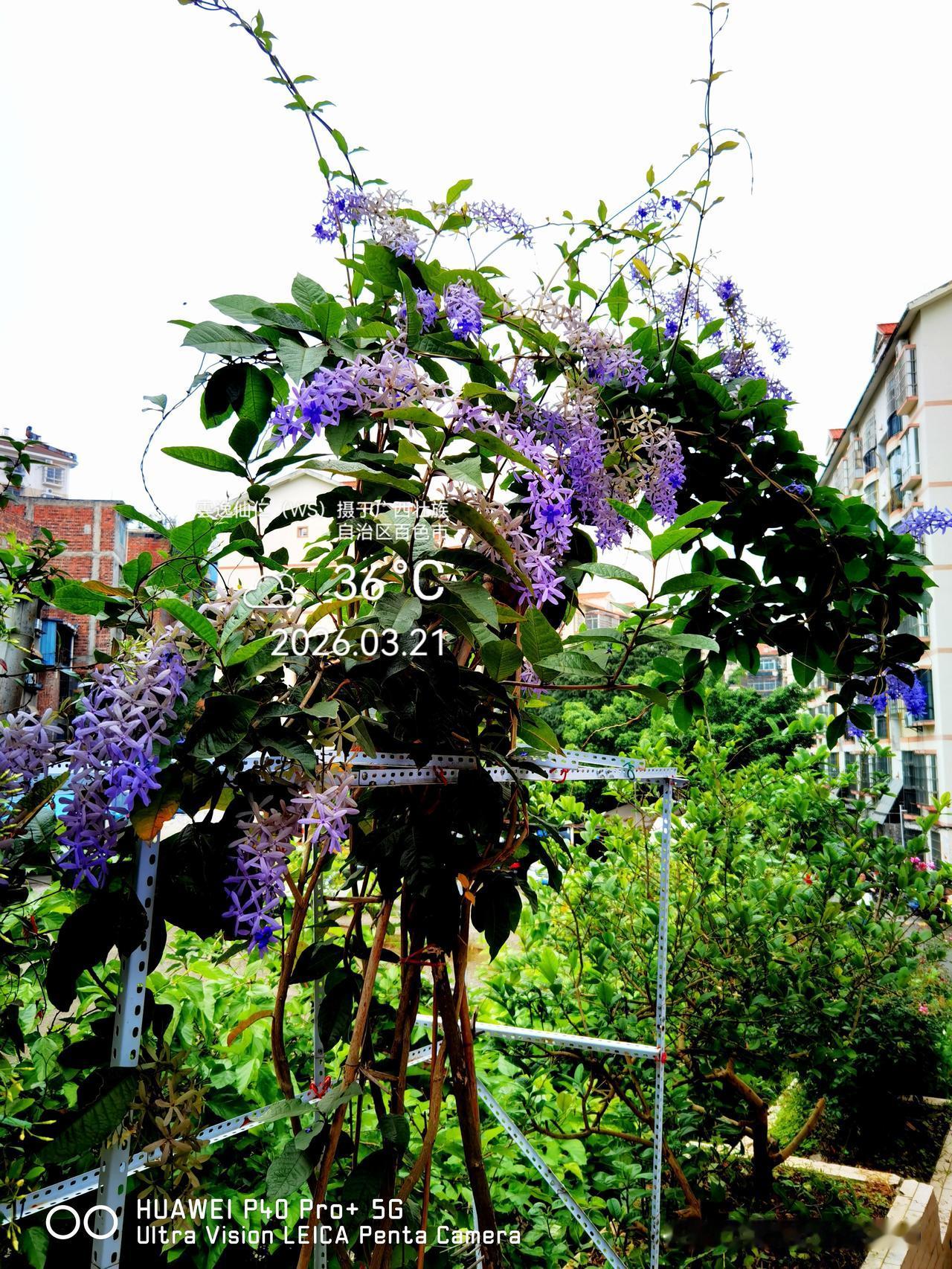 旅居生活记录（9469）广西壮族自治区百色市（154）花儿随拍16：蓝花藤、黄花