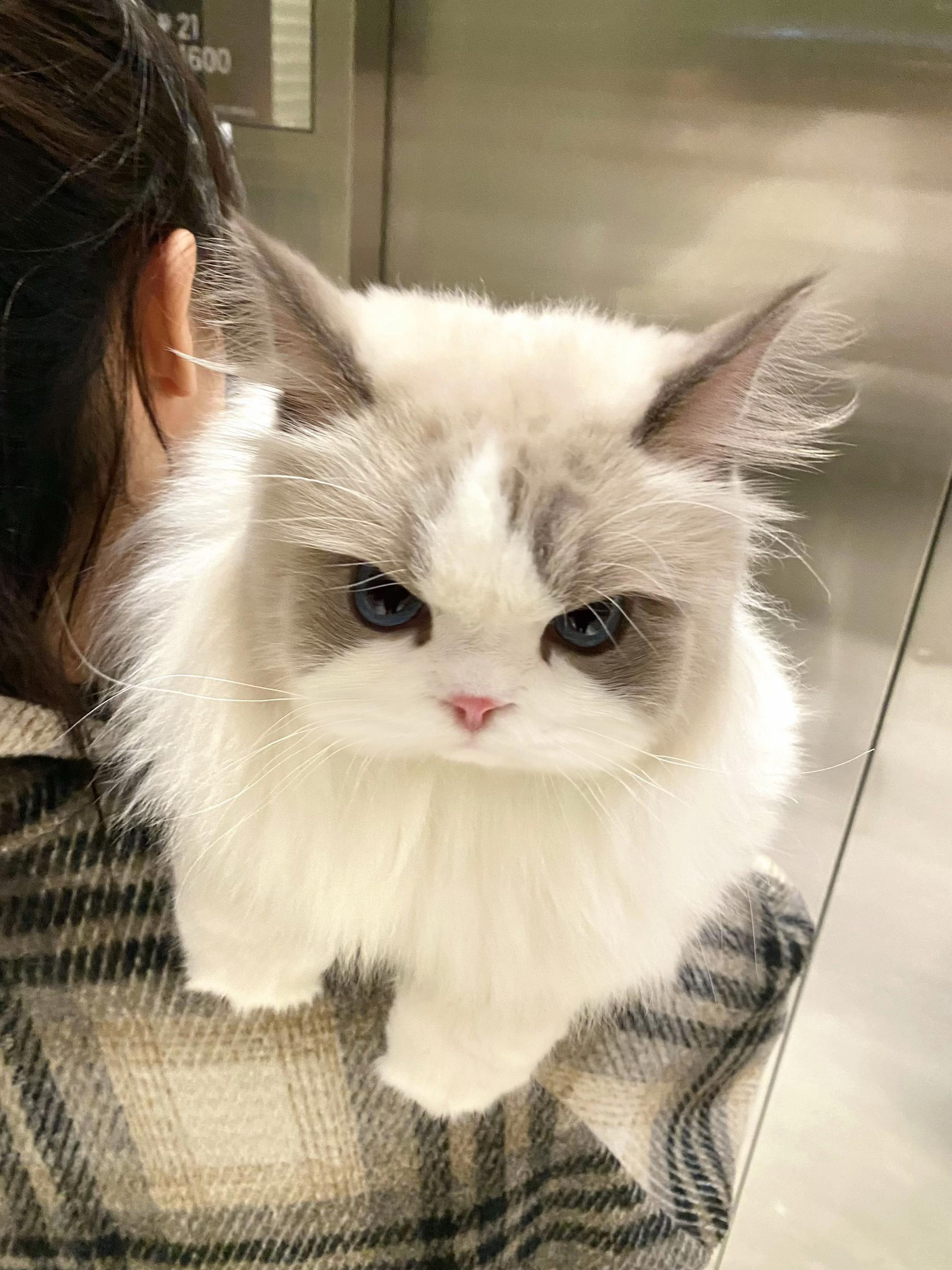 送去配种被退回来了…回来路上就这样了 气的站肩膀 要不要告诉他真相啊😭