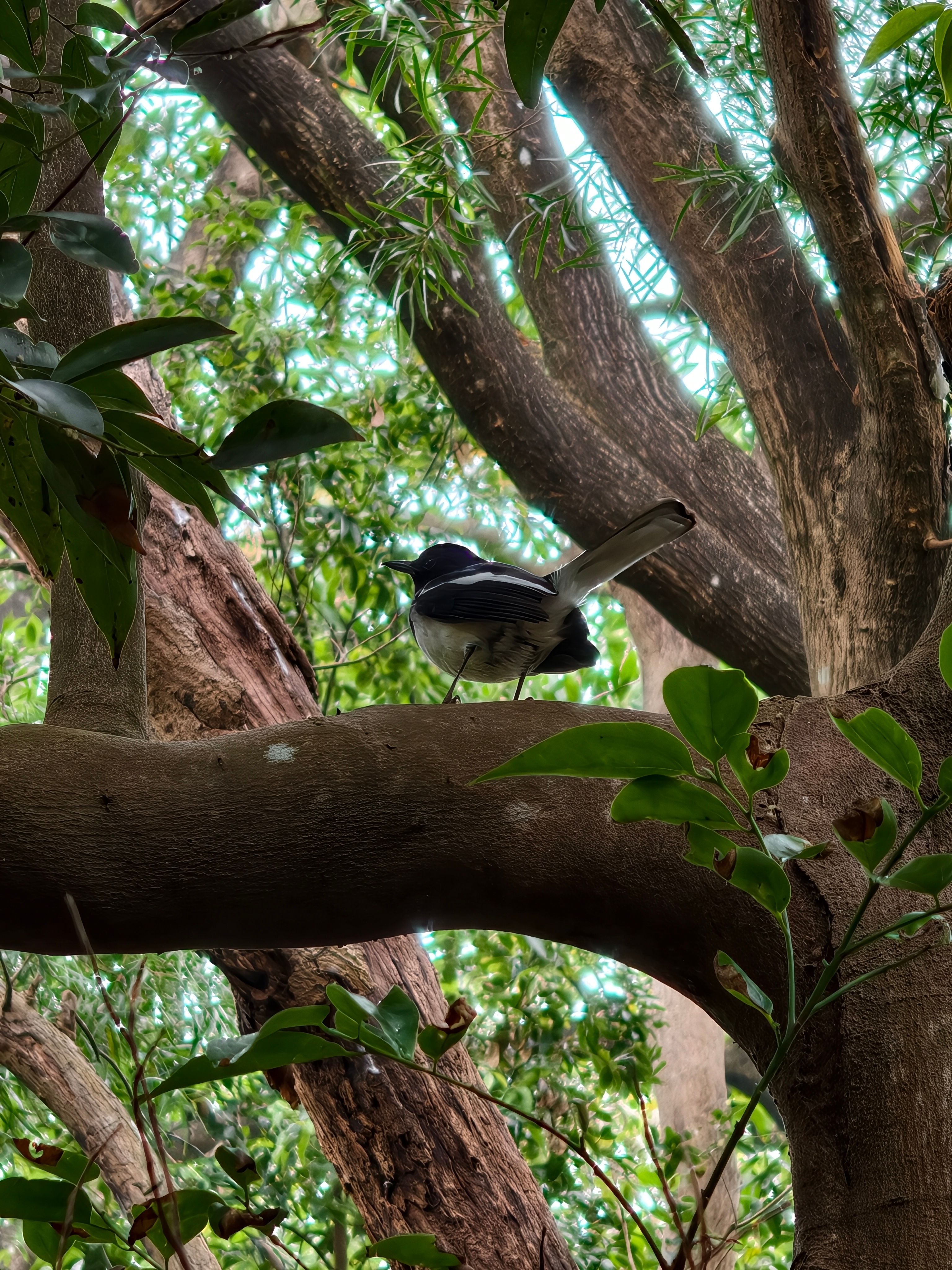 你就说 vivo X300 能不能打鸟吧，没用外挂镜头，VIVID 鲜明滤镜直出