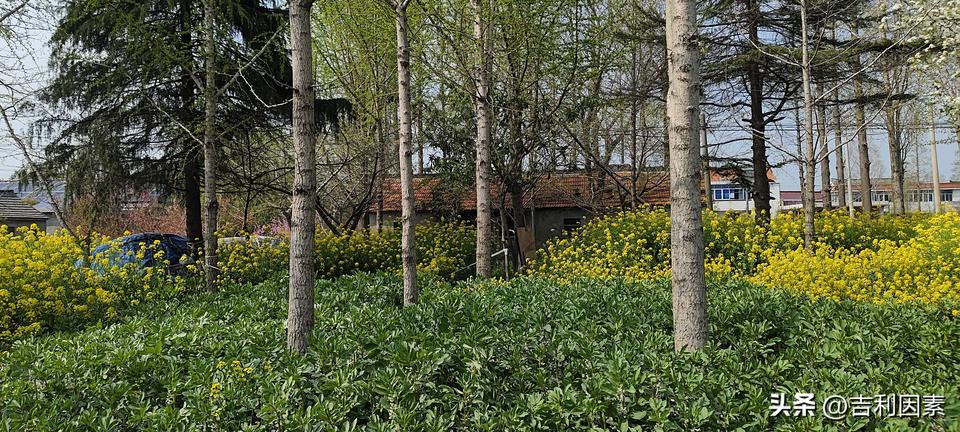 祭扫活动就可以看出父母不在了家在不在
古语有云，父母在家就在。随着父母的陆续离去