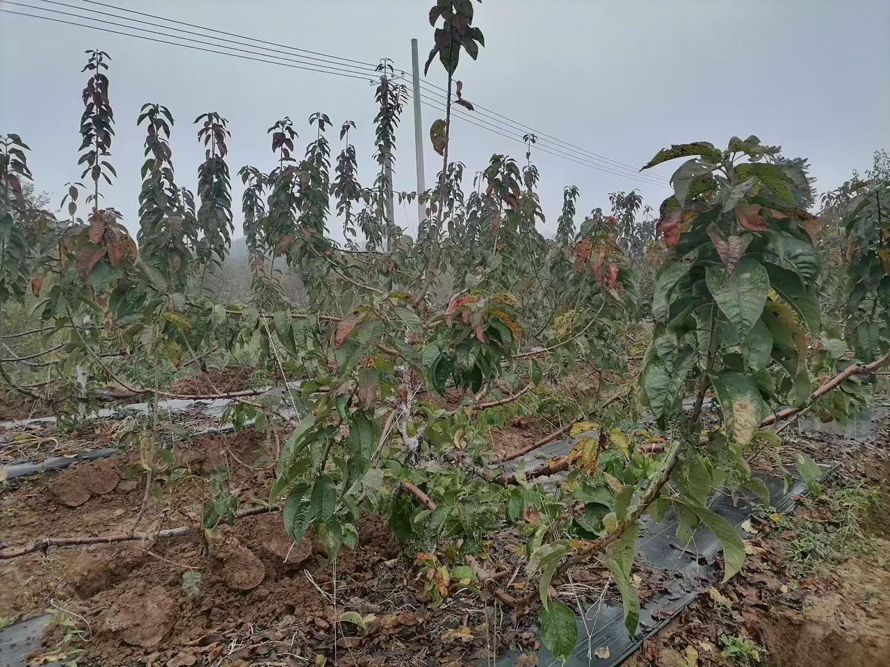 大樱桃在剪树前要做到:

九看:

一看品种；
二看树龄；
三看树势；
四看密度