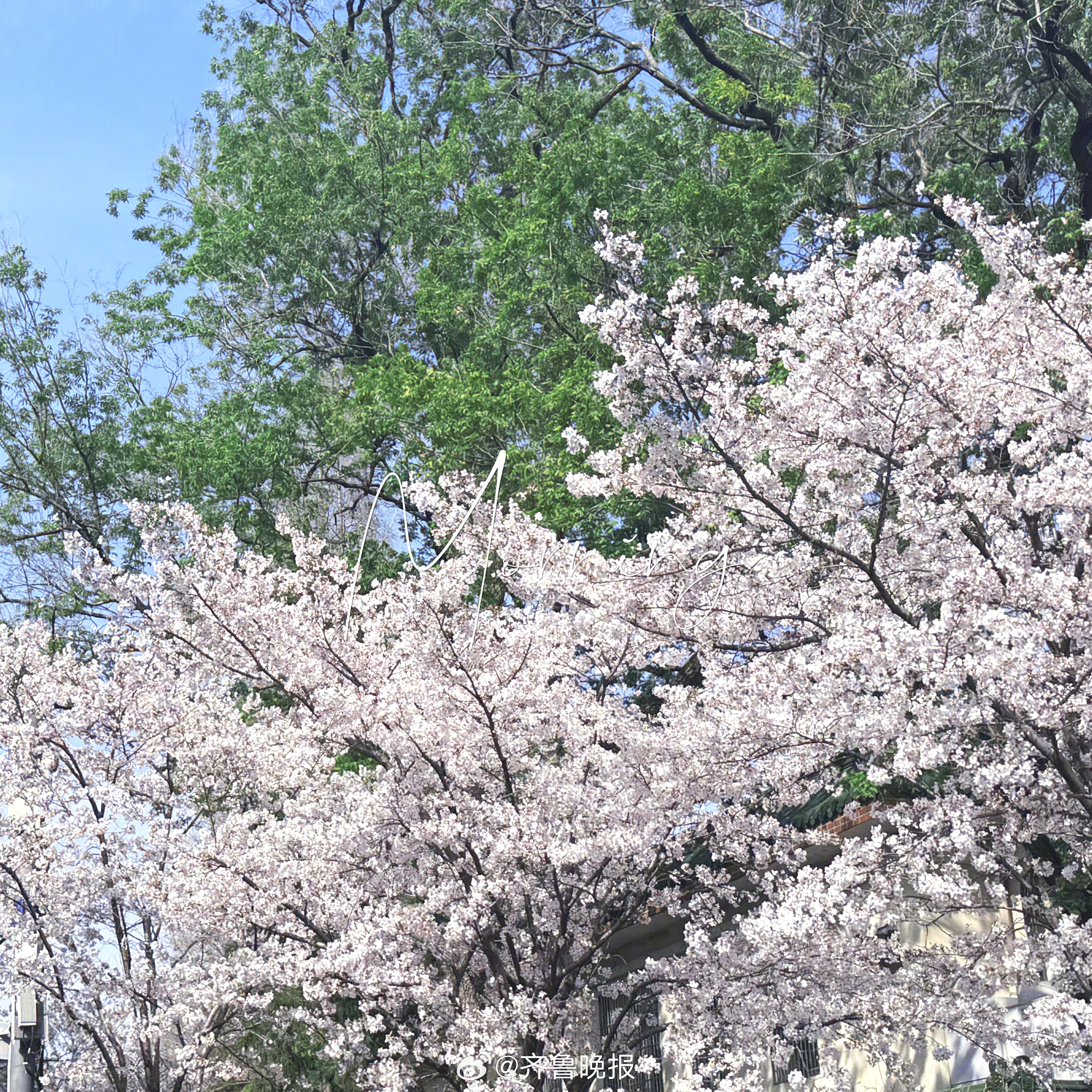 春光所驻满目温柔#早安#