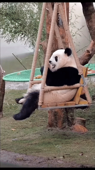 熊猫守护者 ①☀️极好 764，🉑蹭  ，🈲快🧱②与极好的人hu动或🧱?