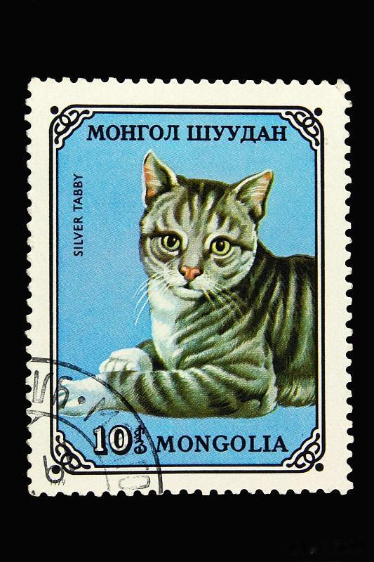 美国短毛猫（American Shorthair）的历史，是一部从“工作猫”到“