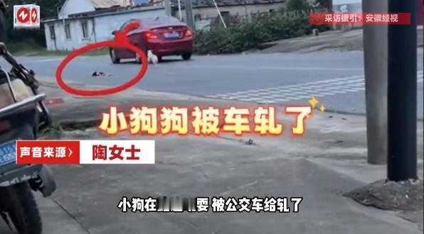 “万物皆有灵！”10月1日，安徽长丰，一只幼年小狗在乡村路边玩耍时，不慎被一辆轿