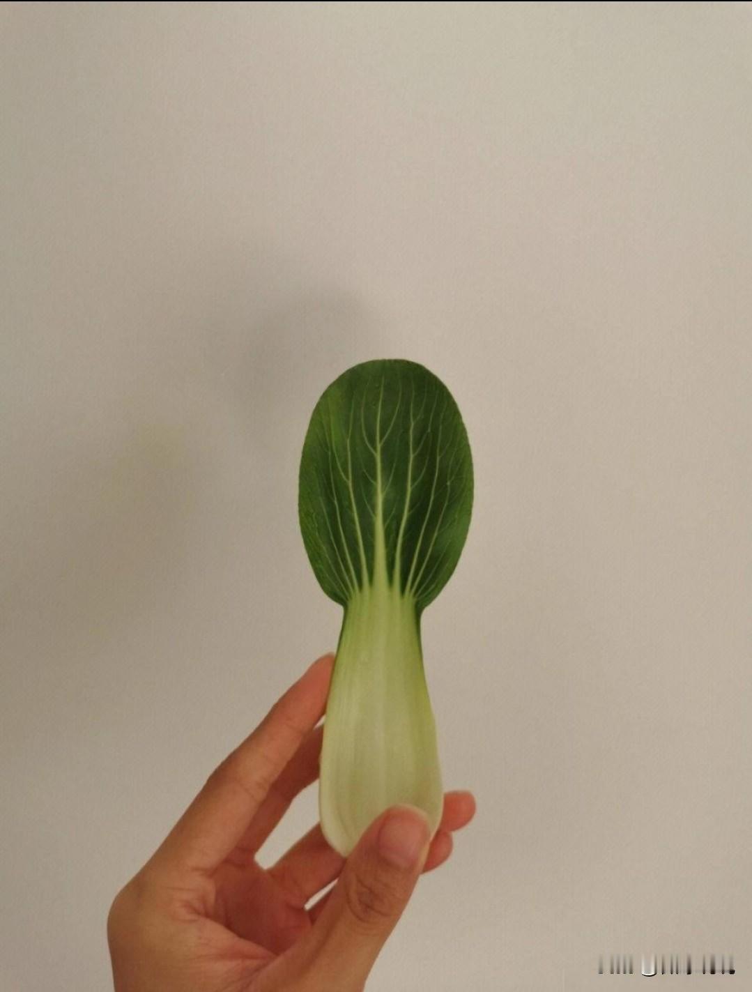 一片菜叶，
一种人生。
过去穷人常吃，
一日三餐。
富人不吃，
嫌他寒酸。
现在