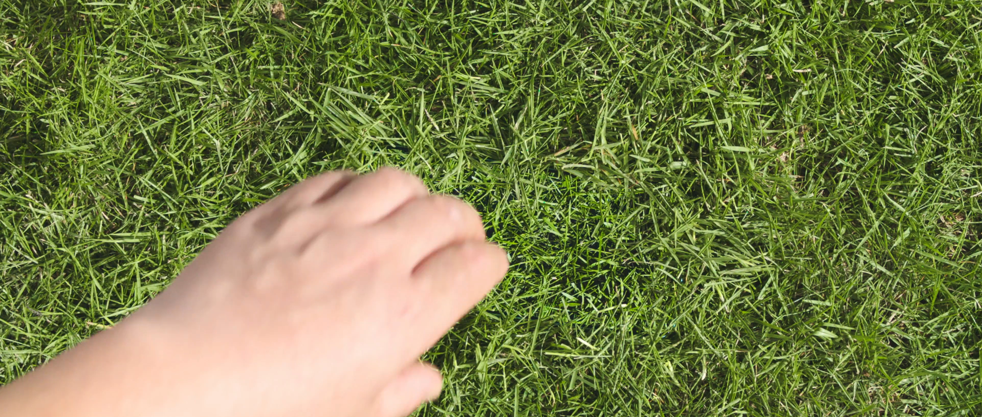 这屏幕真可以，不拿起来我也是看不出这草里有台手机，你看出来了吗？ 