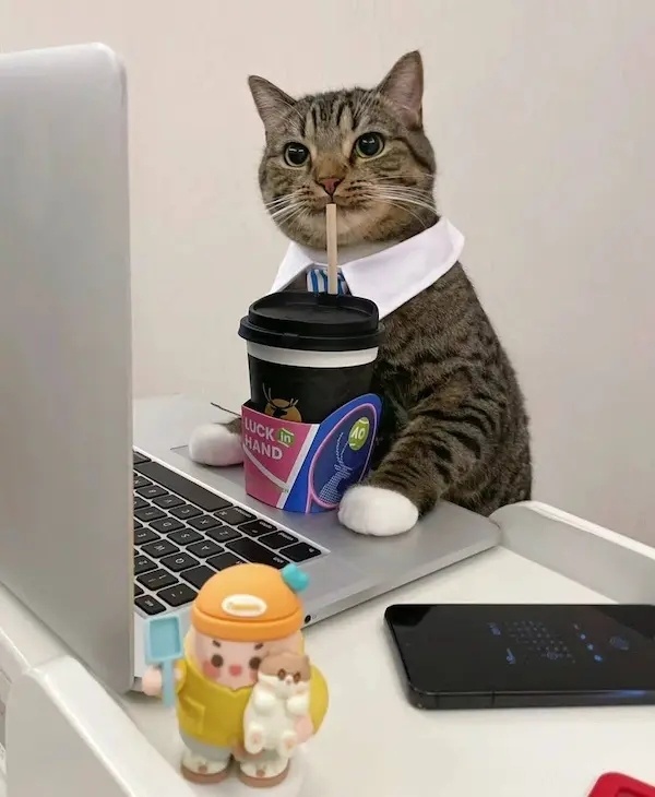 车若初见[超话] 当喵星人也来加班，这才是真正的远程办公！🐱💻 ​​​