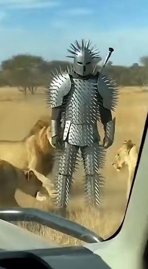 穿上一套带刺的铠甲走进狮子群，这想法既疯狂又刺激。狮子那可是草原霸主，凶猛无比。