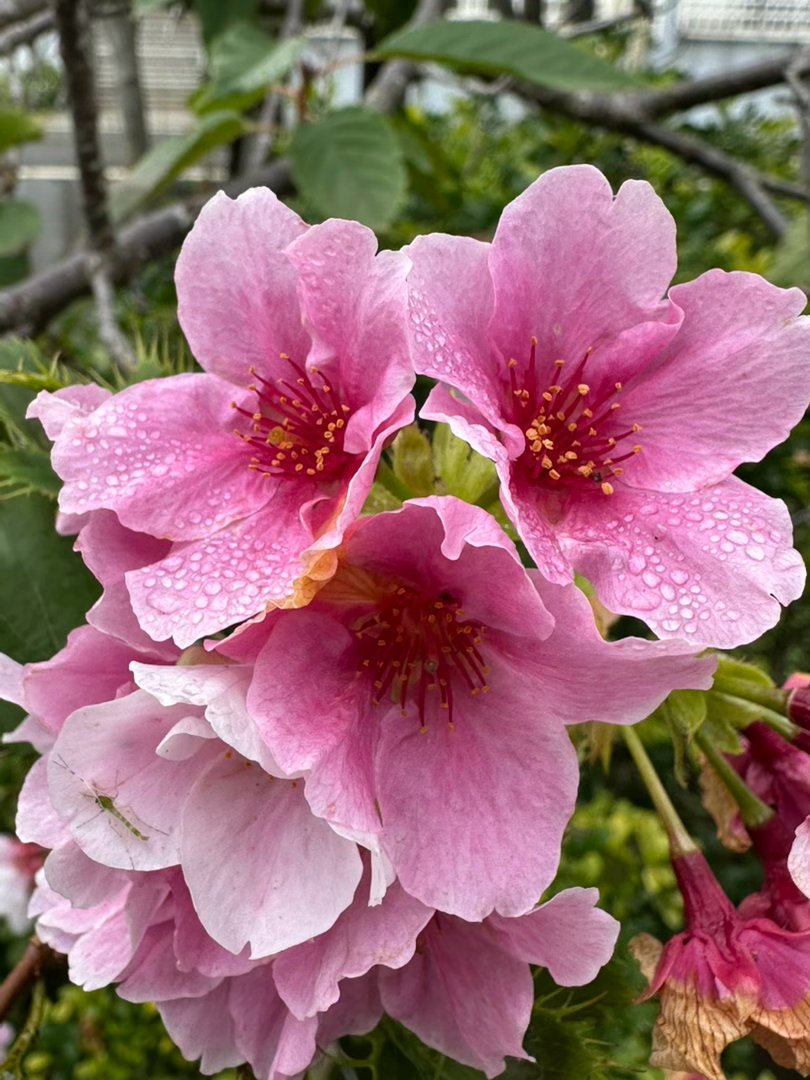 一早樱花上都是露珠（或是雨滴），满美的