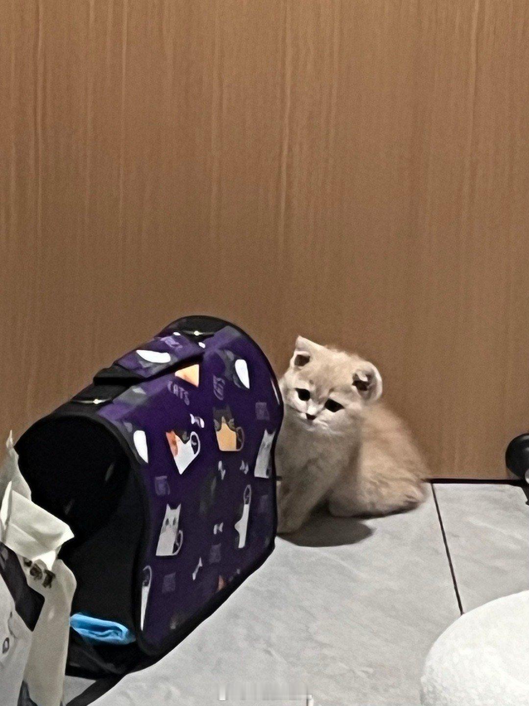 胆小鬼笨笨七七宝宝是世界上最棒滴小猫咪՞•･•՞🐾  ​​​