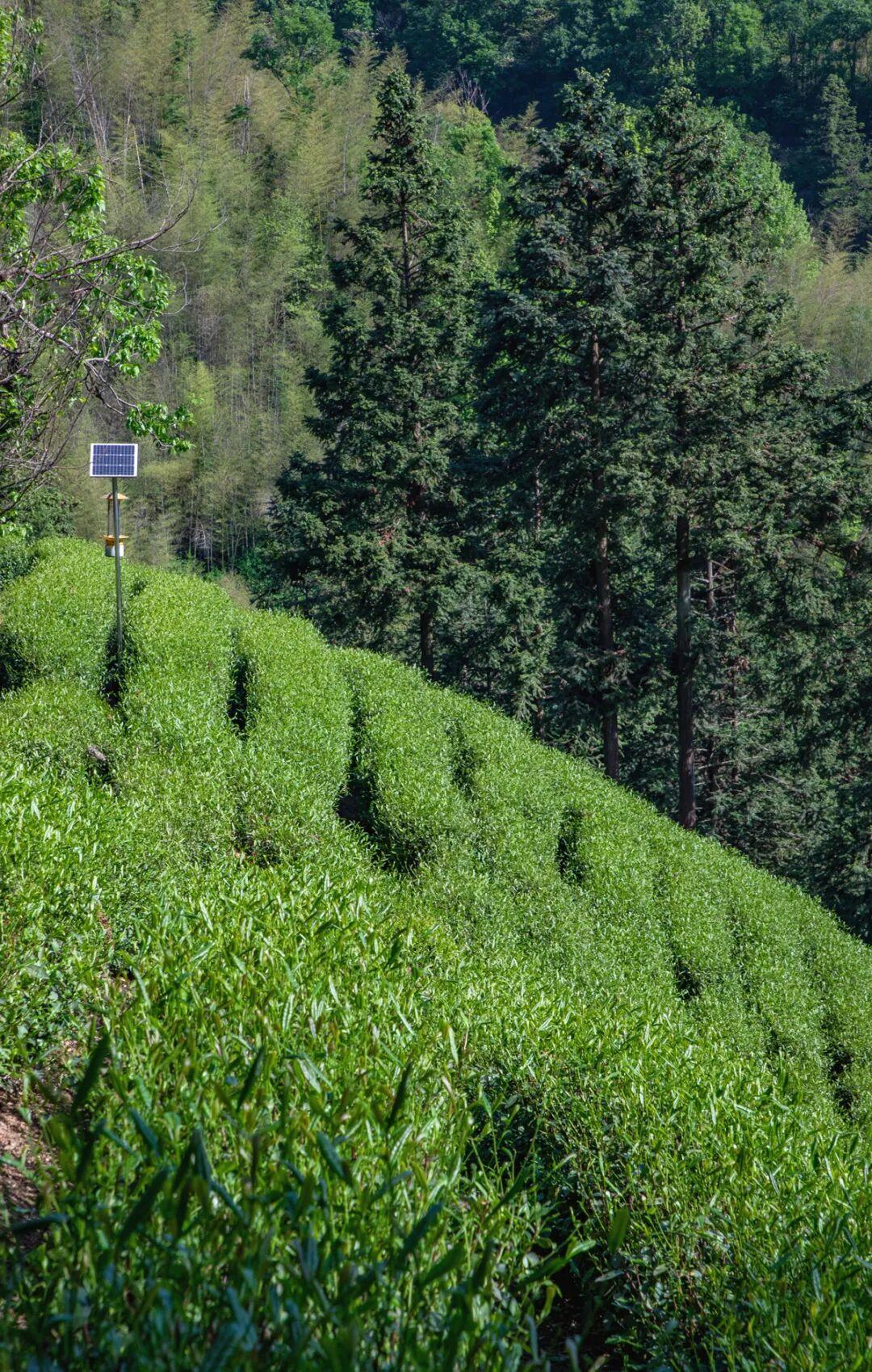 赴一炉贡香：片茶上品，六安瓜片！
明清御贡名茶，独取单片青叶，老火烘焙沉淀醇厚栗