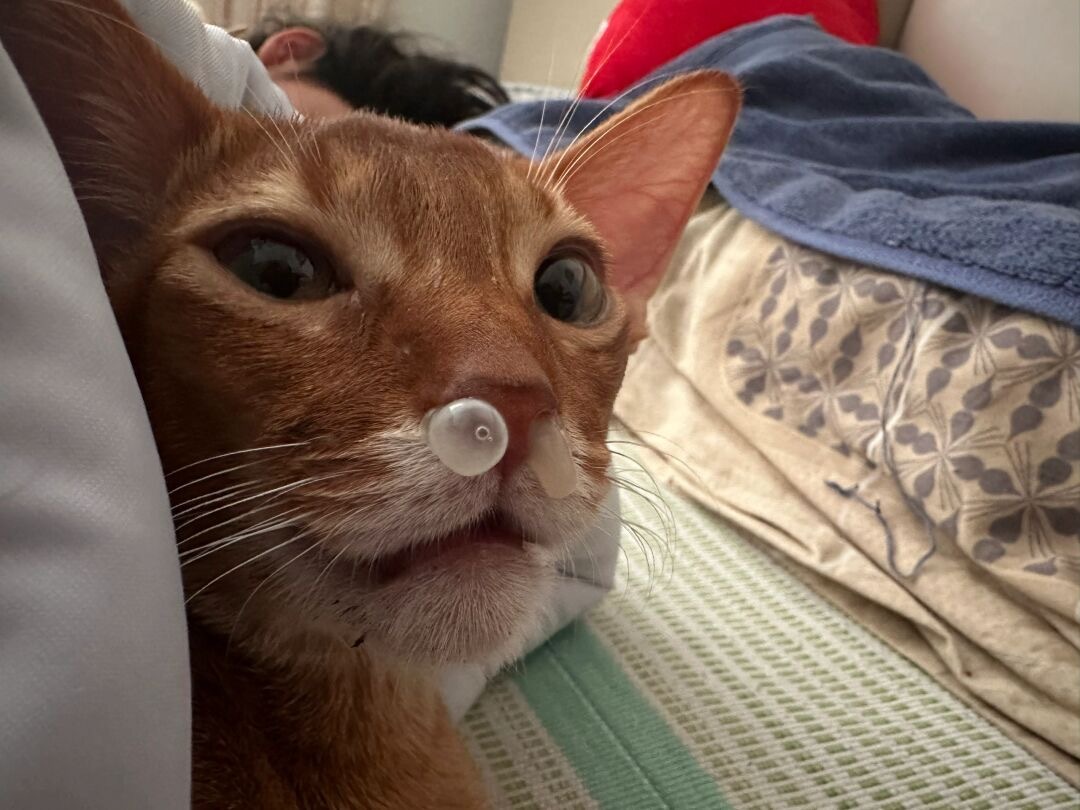 空调吹多了发现小猫鼻子冒泡了[跪了] ​​​