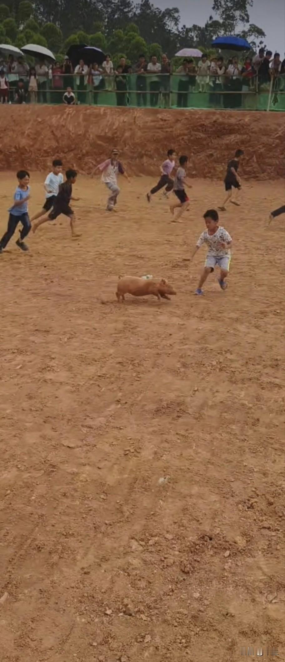 警惕！民俗活动莫让未成年人涉险

今天三月三期间，武利镇捉猪活动现场竟然出现不少