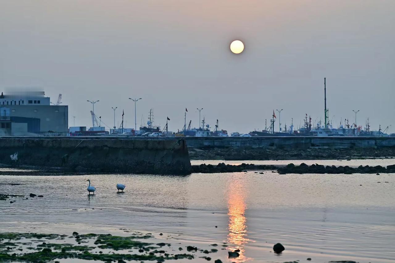夕阳西下，与落日共舞的天鹅仙子