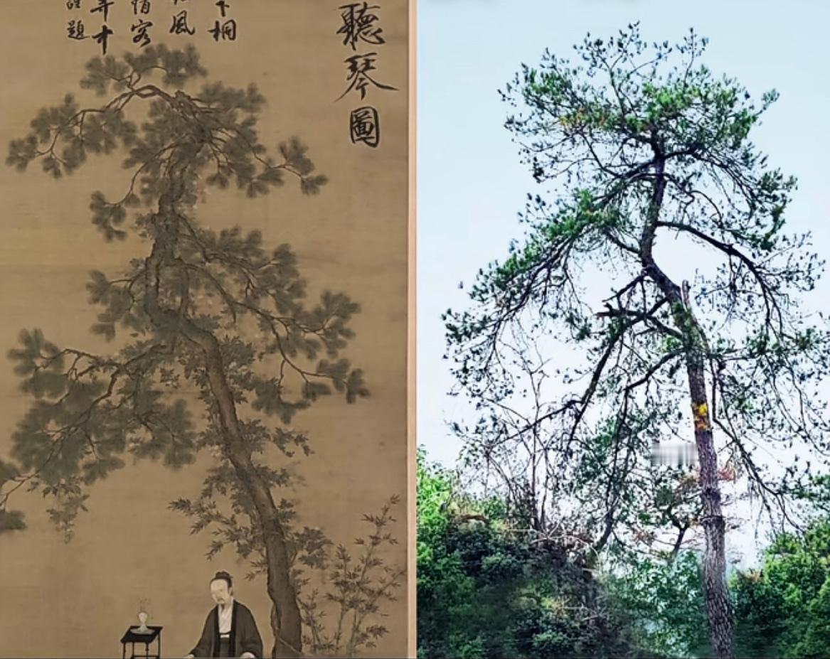 生活与历史的巧合，网友在现实中发现一棵树，与宋徽宗在908年前所画《听琴图》中的
