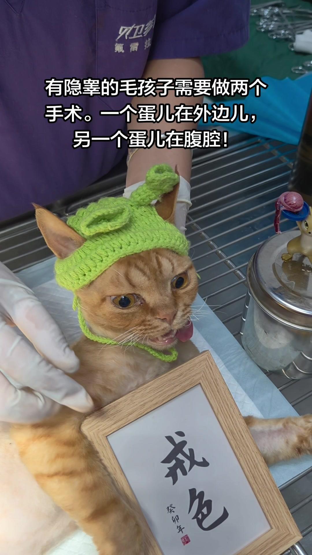 公猫隐睾你们遇到过吗？🐱之前碰到一只发情的德文公猫，只有一个睾丸露在外面，另一