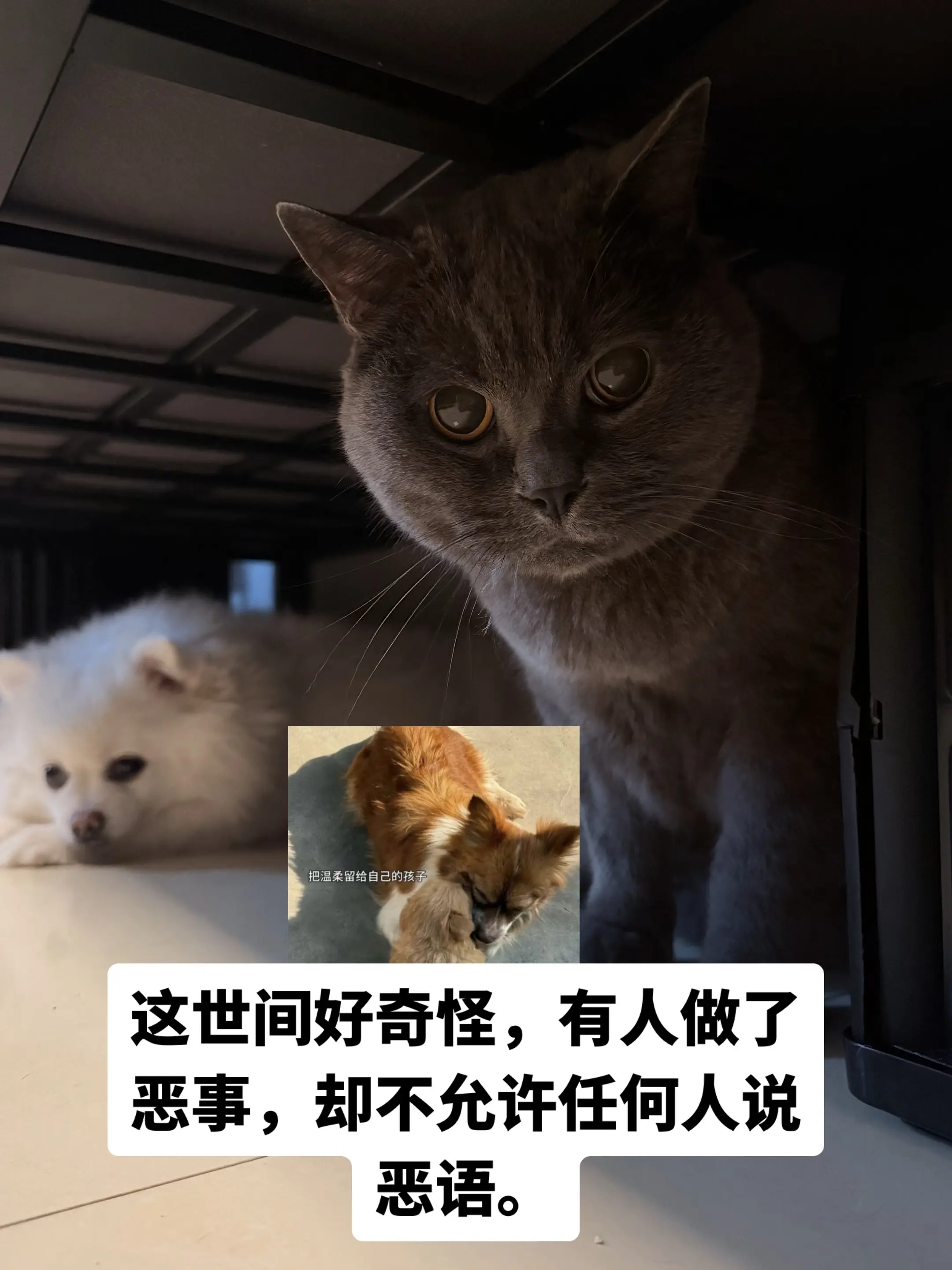 您好审核员，今天是7.21日。