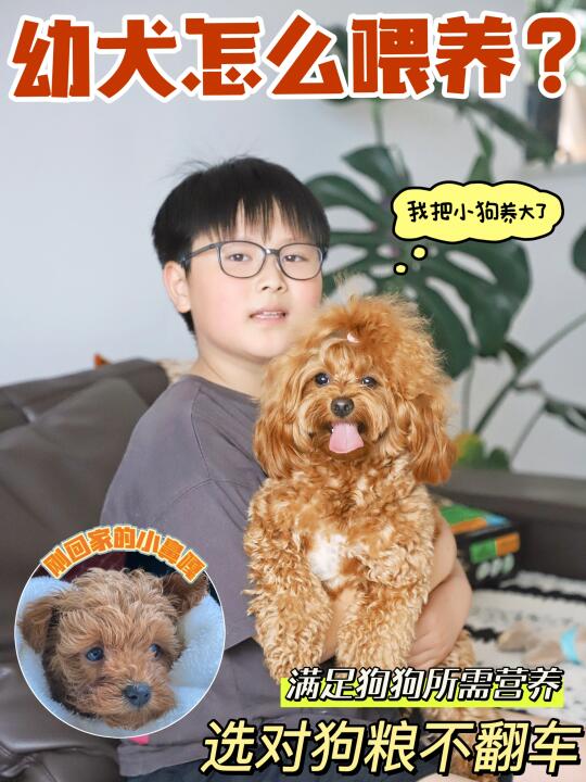 幼犬狗粮怎么选才不翻车？一篇看懂👀