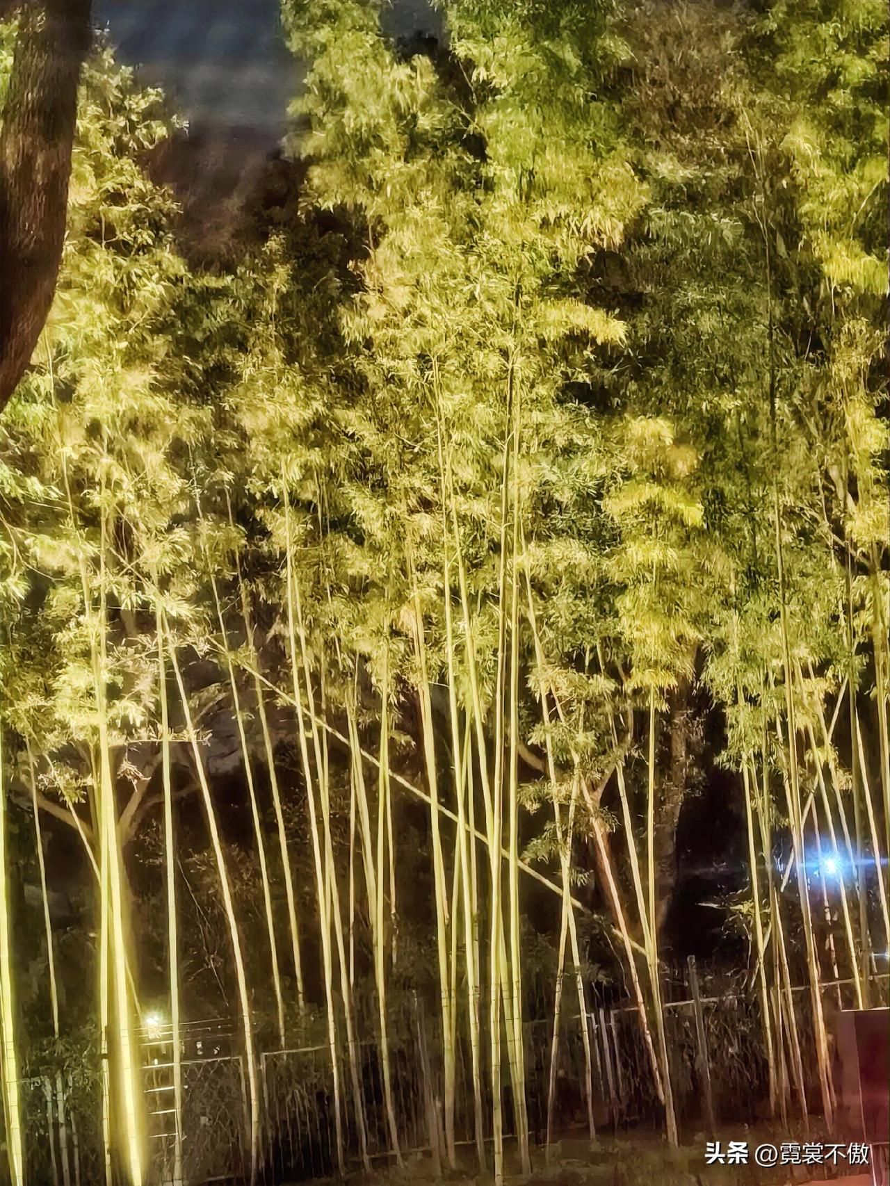 记录我的2026打车路过南站，发现道路旁的竹林真美！从车内抢拍了一张。