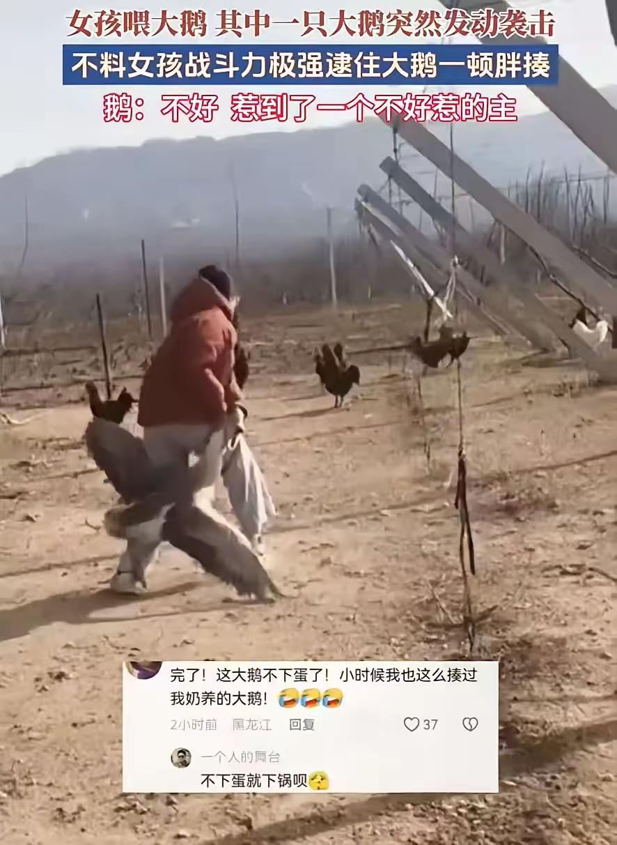 山东，一大学生放假回家，帮家里喂大鹅时，一只大鹅突然对女生发动袭击，没成想，女生