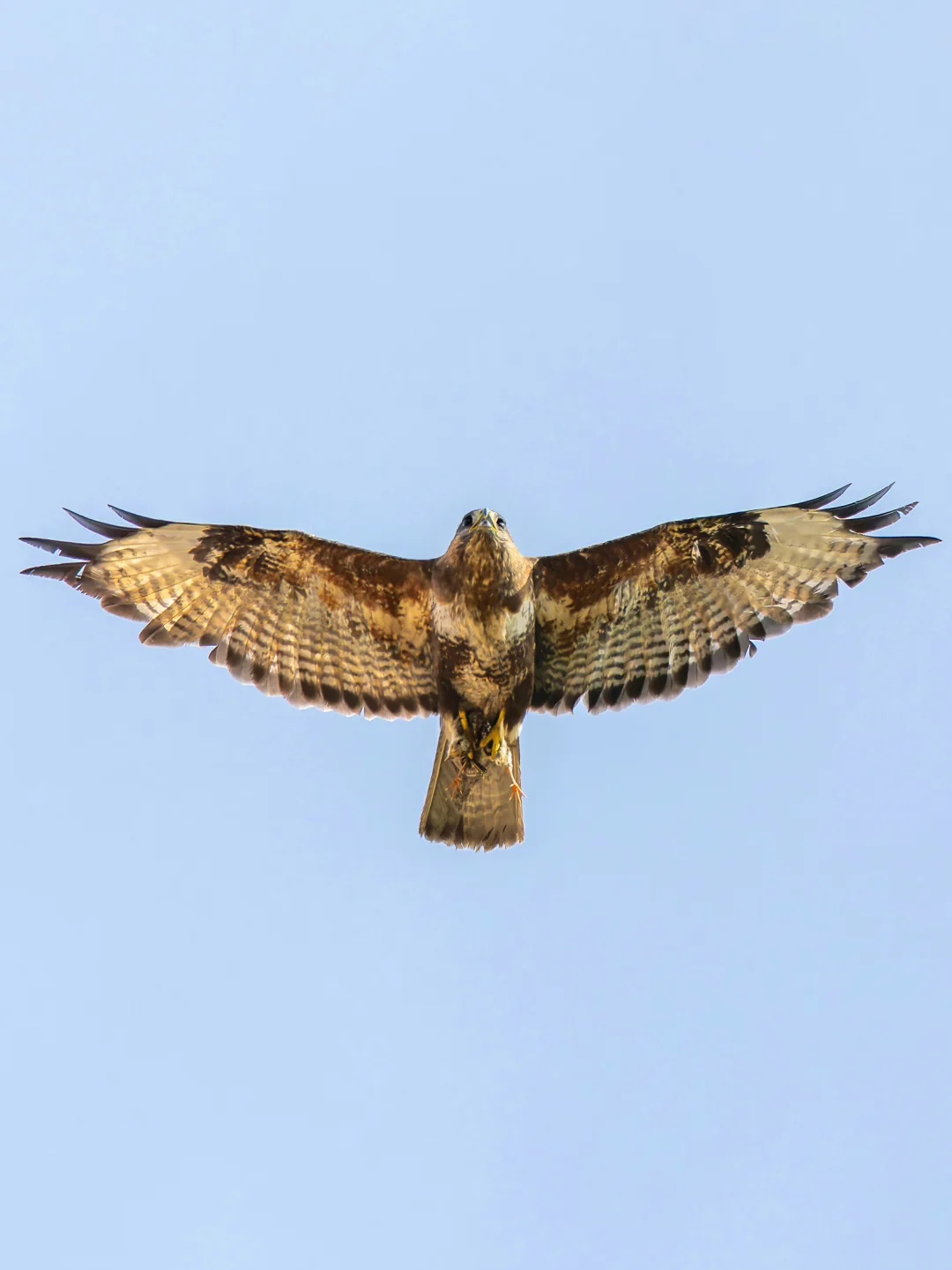 我天！这只鵟抓走了一只蓝马鸡宝宝！