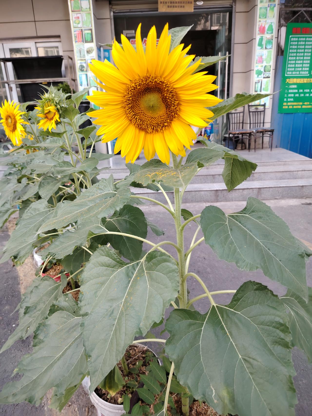 的家乡话讲 咱鄂西北汉江边小山沟的方言可太有特色啦！“干什么去”说成“做啥子的”