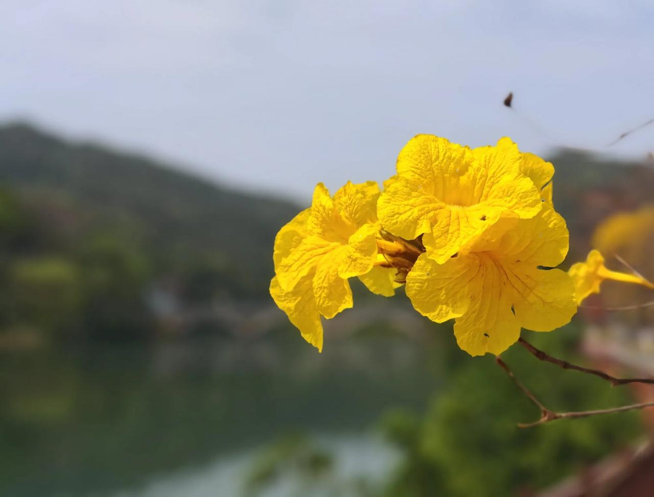 流溪河旁黄风铃花盛放！