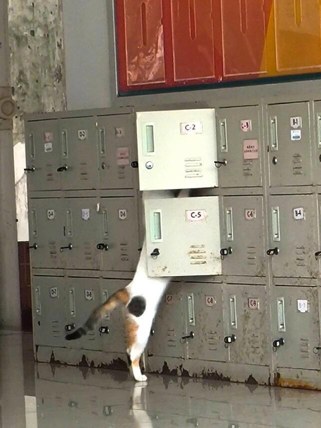 校园神偷喵喵已上线 