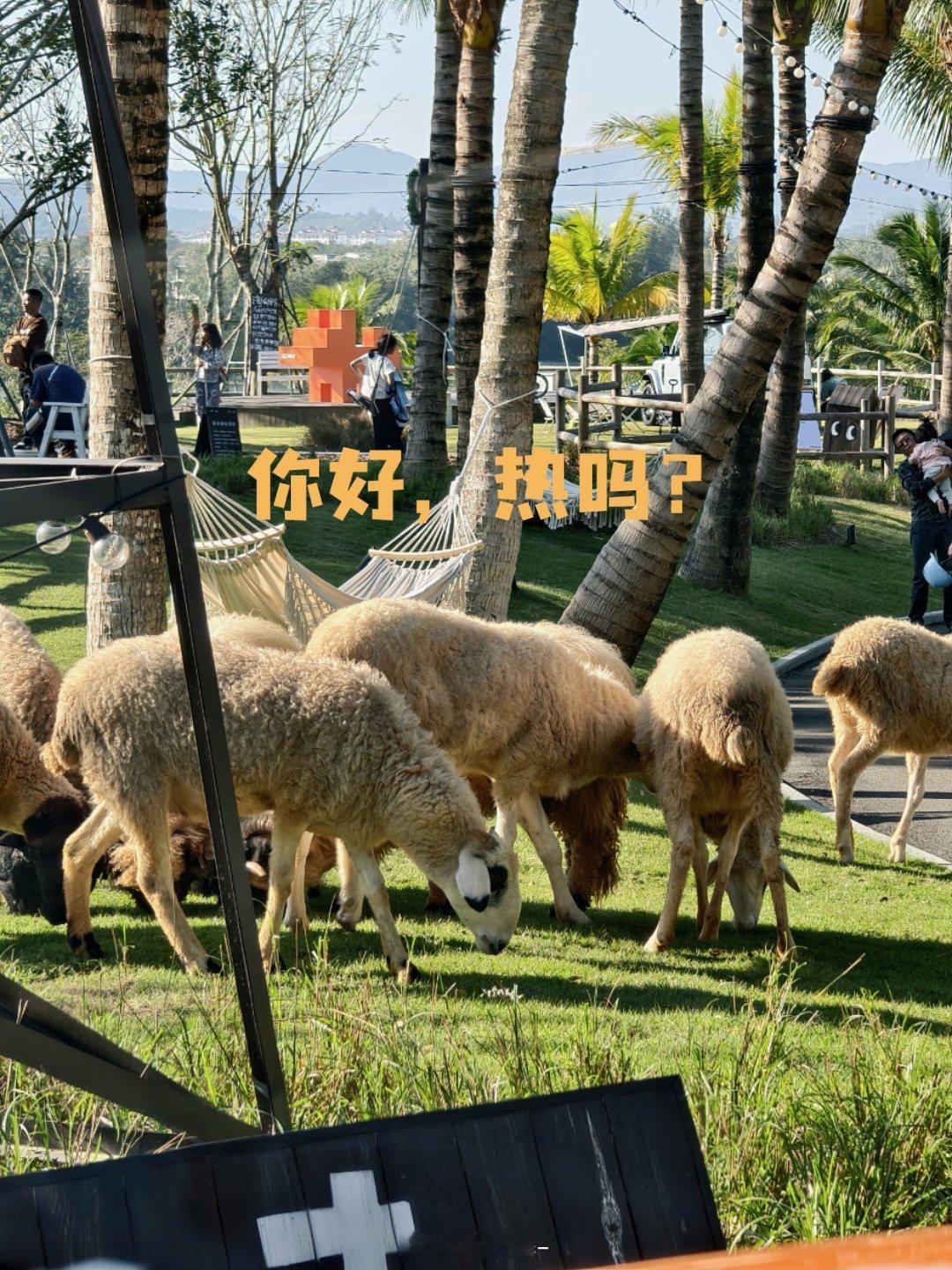 拍摄间隙的日常在万宁附近一个环境还不错的小牧场也是去海南自驾可去打卡的地方🚗 