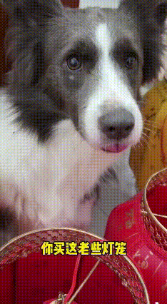 边牧半夜帮主人买灯笼，家里变成“灯笼海洋”
2026年2月13日深夜，王女士在购