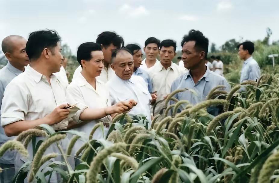 五十年代后期，谭启龙与杨得志在济南郊区农业社谷子丰产田实地调研。一行人走进长势旺