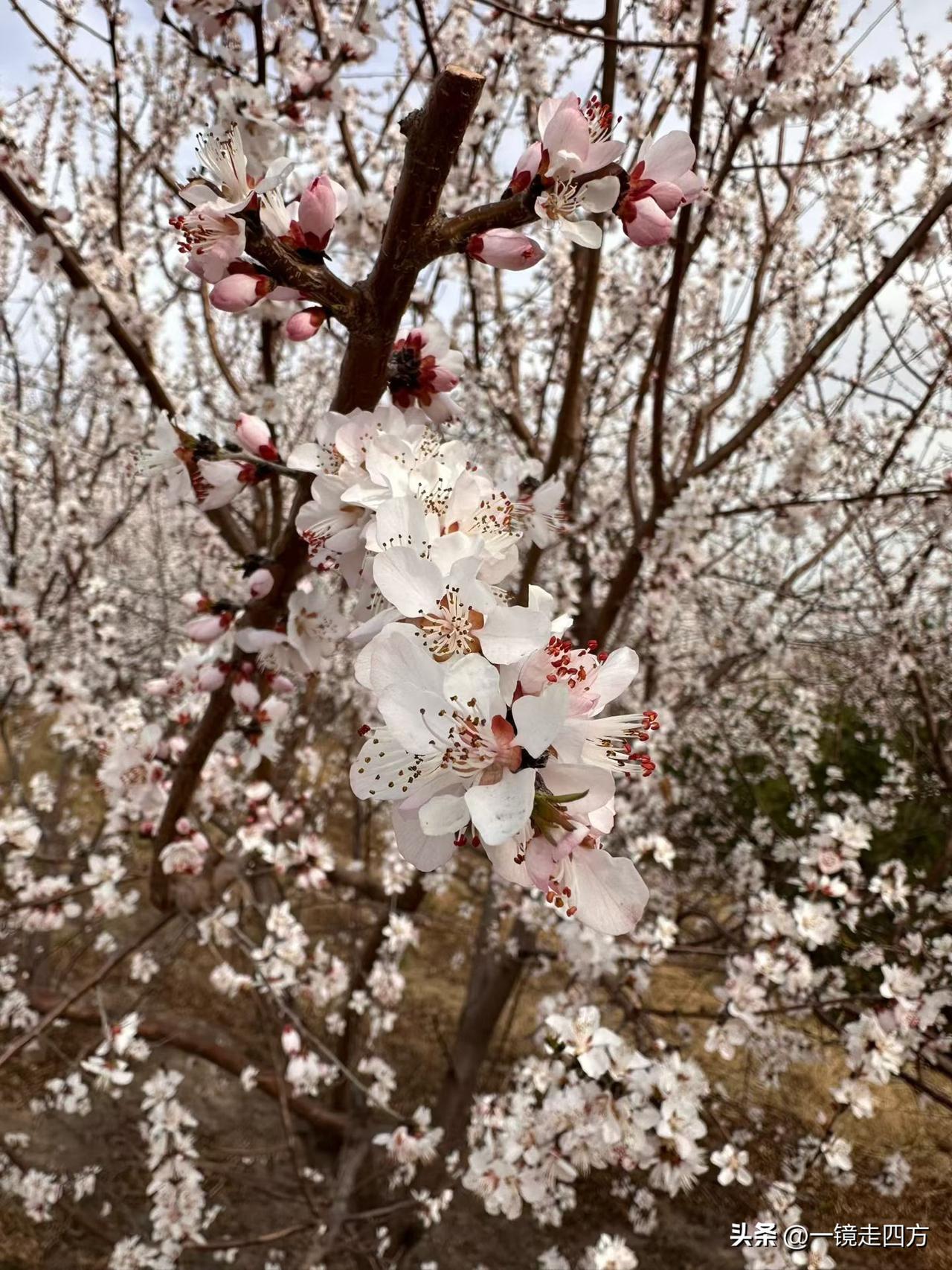 汾河岸边，山桃灼灼，春意渐浓[灵光一闪]