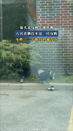 8 只喜鹊干不过一只乌鸦！[泣不成声]