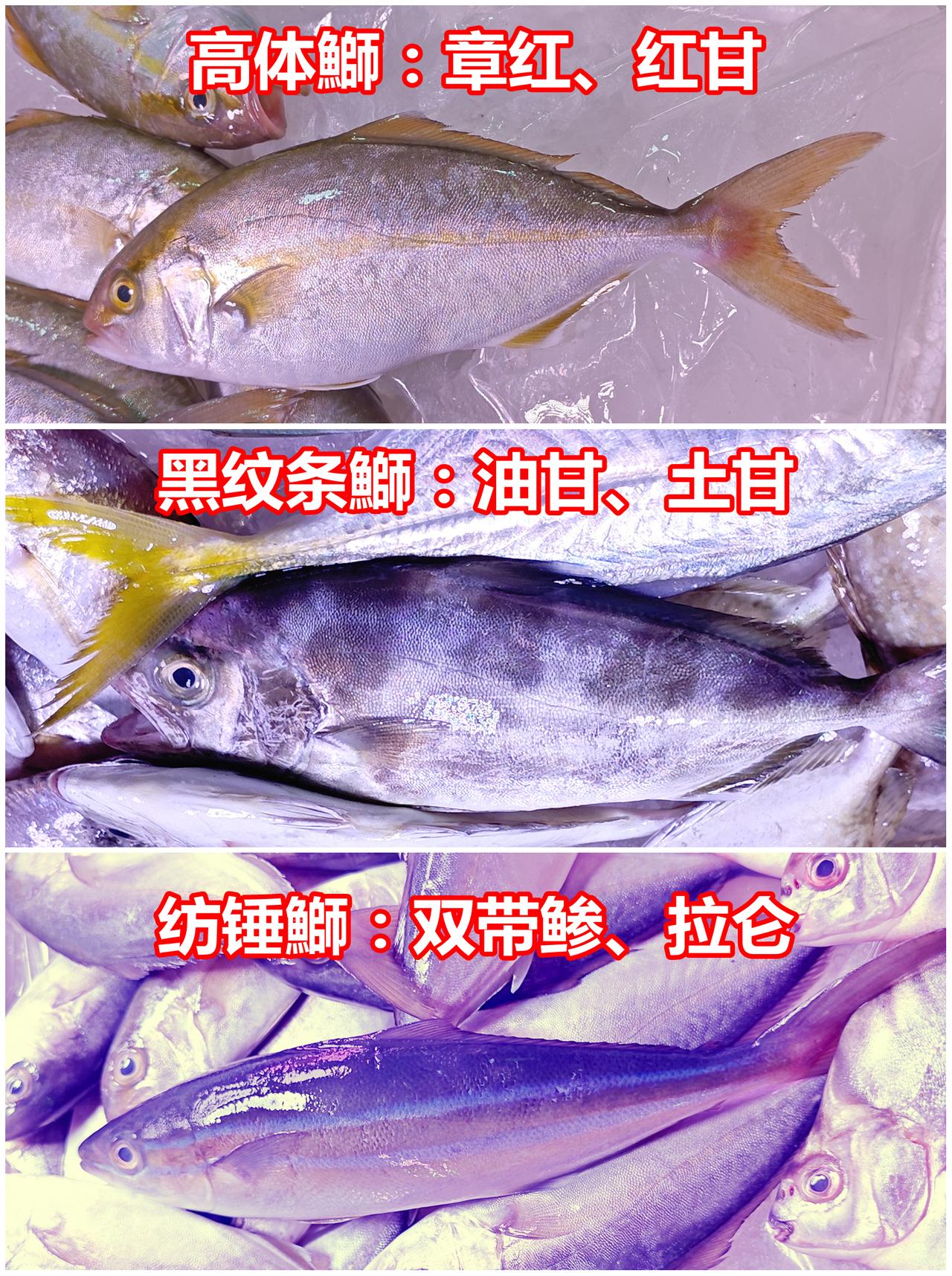 五六月份，小鰤鱼高产季节，休渔期很有必要

五六月在广州市场见到三种小鰤鱼，平时