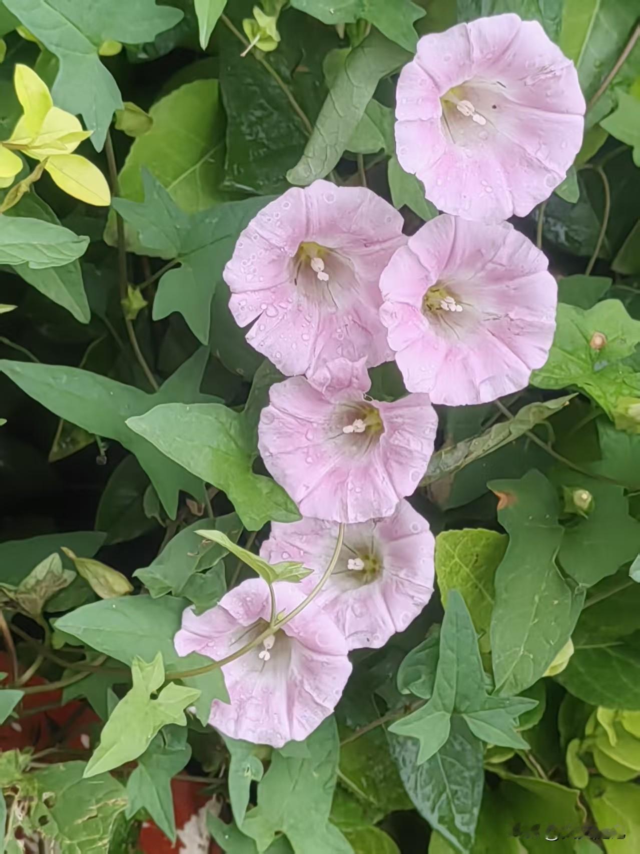 ，什么花都行我们这里随处可见的野牵牛花，粉粉嫩嫩的，特别好看公园里拍的花 路旁盛
