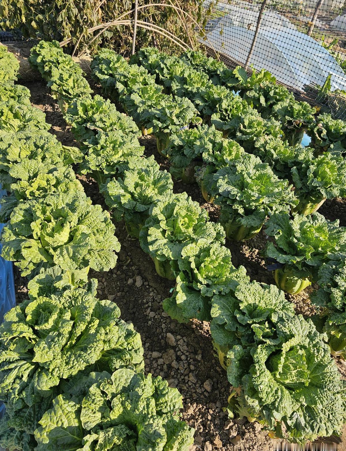 扎心了！
咱们在超市挑挑拣拣买回家的漂亮蔬菜，可能真就是图个“卖相”，连种菜的大