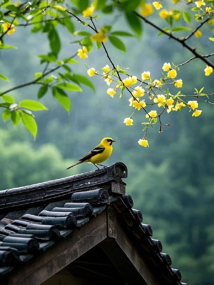 “春雨微，香风少，帘外莺啼声声好。”[微风][微风] ​​​