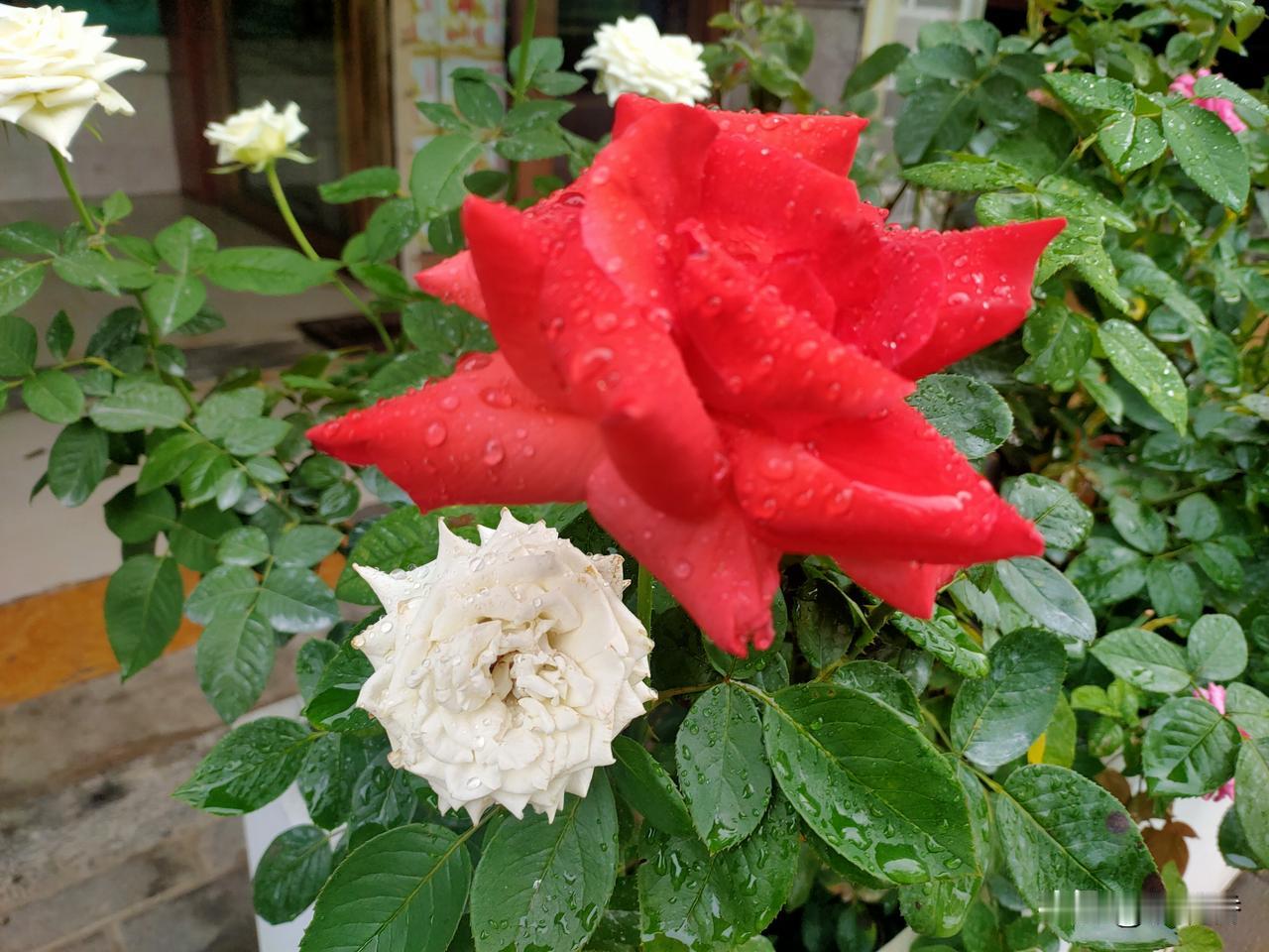 治愈系风景分享人生如花，花何如？