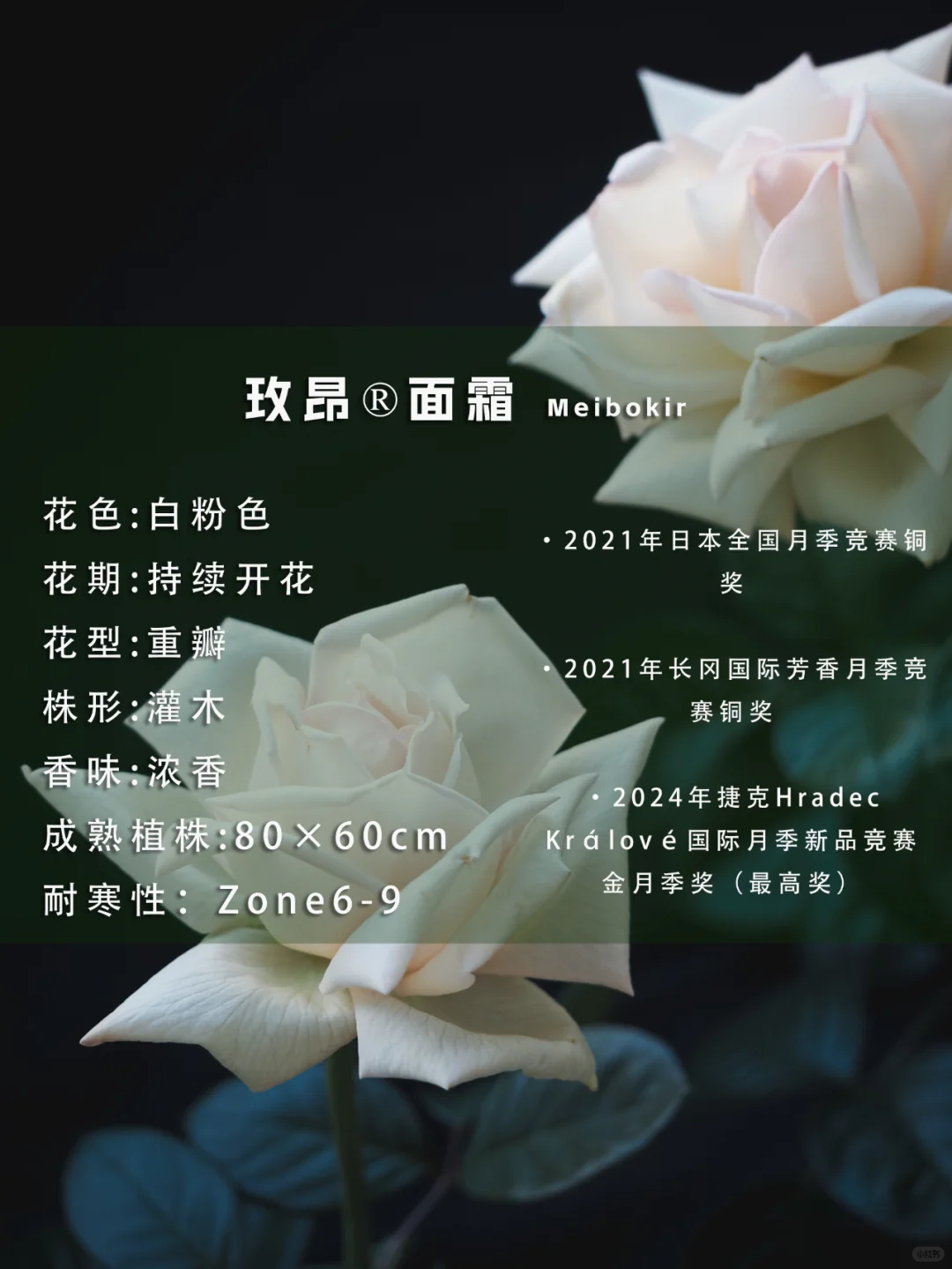 2024玫昂裸根月季｜年度新品一睹为快