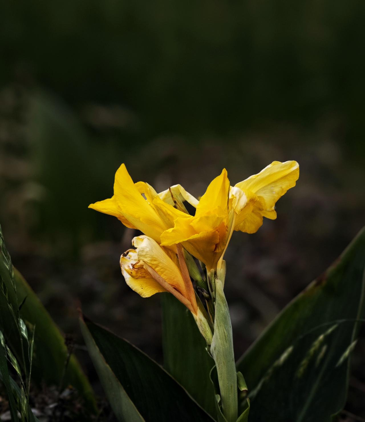 ，什么花都行 分享一张你拍的花 ，什么花都行