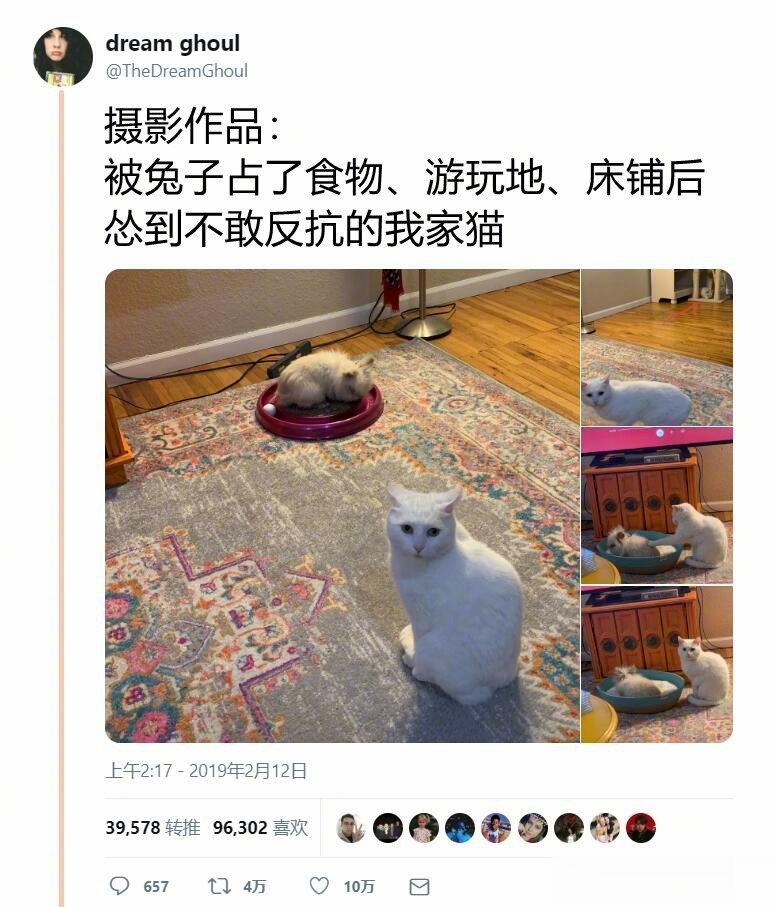猫咪：妈！你管管他啊！ ​​​